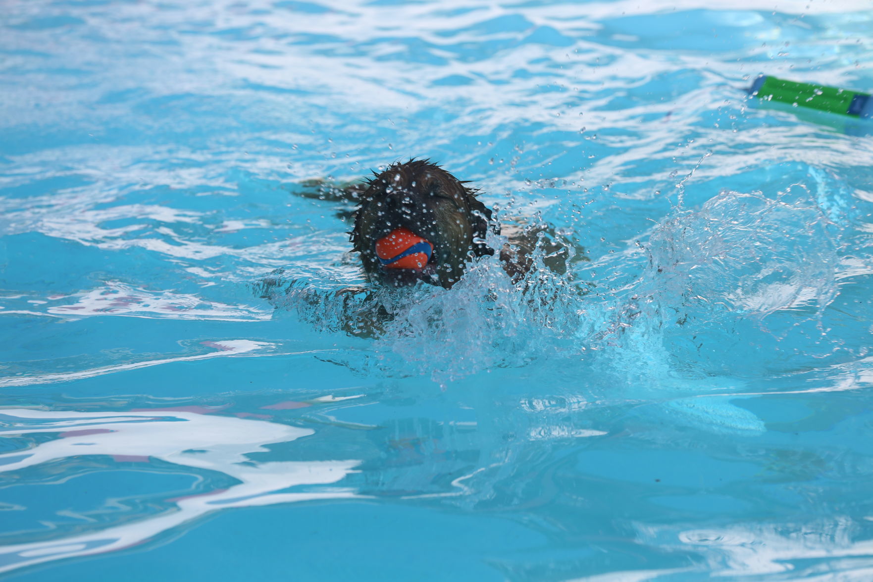 090919_gal_WWdogs (11)